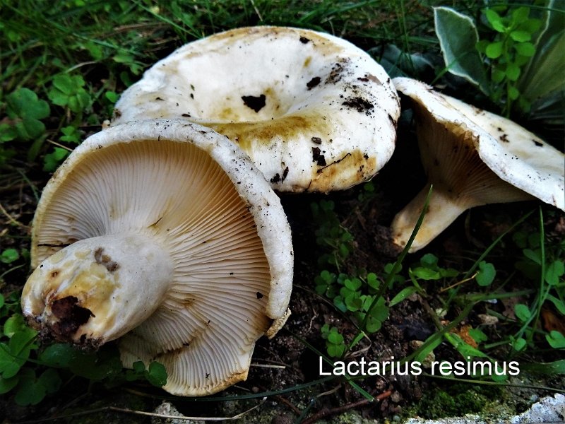 Lactarius resimus-amf1124-1.jpg - Lactarius resimus ; Syn: Lactarius scrobiculatus var. resimus ; Nom français: Lactaire recourbé